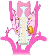 Paratiroides y funcion de las glandulas paratiroides y hiperparatiroidismo.