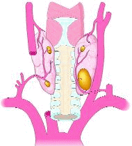 Hyperparathyroidism, parathyroid disease and parathyroid gland surgery, parathyroid surgery, parathyroid treatment.