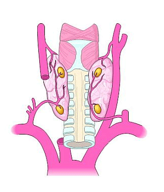 Parathyroid gland function and how parathyroid glands control blood calcium.