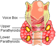 Location of 4 parathyroid glands. Hypoparathyroidism requires that all four parathyroid glands are removed.
