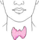 Parathyroid glands are located behind the thyroid gland in the neck.